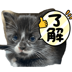 nocci_20260327223948