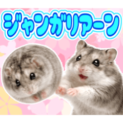 Daily Life with a MOF Djungarian Hamster