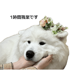 inu_kurumi_20260327231225