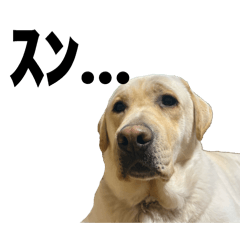 dontuki_20260327165347