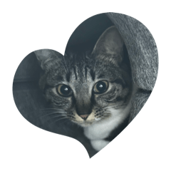 Fujimura_20260327220507