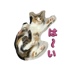 happy cat mii_20260328000739