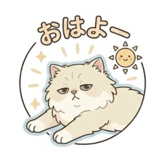 Chinchilla Persian Koyu