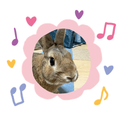 うさぎのこたろうくん…こちゃっ