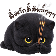 Black Cat TuaTueng!
