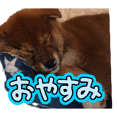 junkunnowakudokisutanp