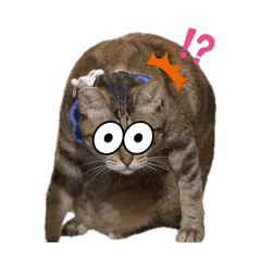 丁家五口的笨貓