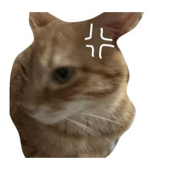 貓 貓貓貓貓貓貓