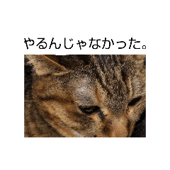 marucho_2026/4