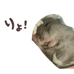 poyopoyo_20260328093855