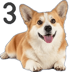 "Corgi" dog #3