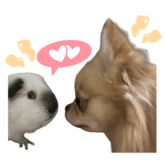 Tuyen The Guinea Pig