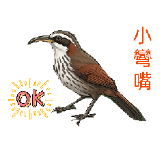 中鳥動態貼圖