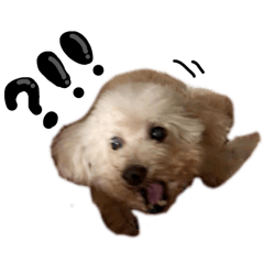 Mia 咪呀呀呀 ✧˖°.