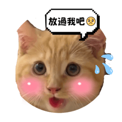 橘子的生活日記（二）