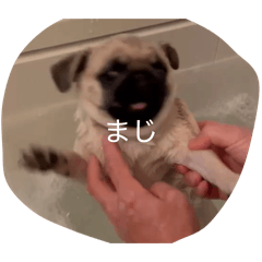 wasabiman2nd_20260328052229