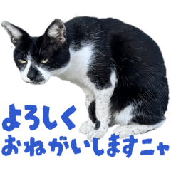 Super Neko Lover_20260327211837