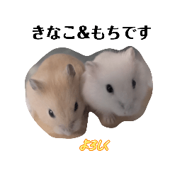 KinakoMochiOwner_20260328084135