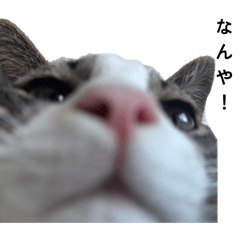 kakifurai_20260328084032