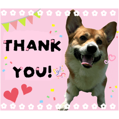 kinako_20260328102111