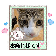 KRSN_cat_20260327224432