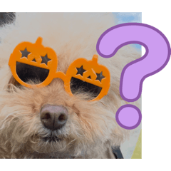 smidori_20260328100519