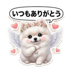 fairy haru Transform into a Pomeranian