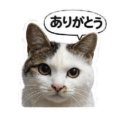 Mochi_20260327234925