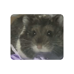 乒乒乓乓-倉鼠乒乒