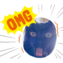 CAT PARADISE (lylie)