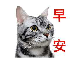 Cute American Shorthair Cat Line Stickers Line Store
