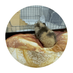 MisterMonut_20260328125324