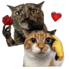 玳瑁貓貓 三花貓貓-小動物迷因表情大全