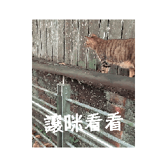 小狸花