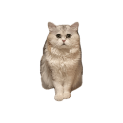 自帶眼線咪咪1.0