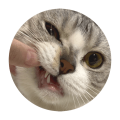 539特派員-3（吳郭魚半熟篇）