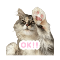 yyyzzz_20260328162115