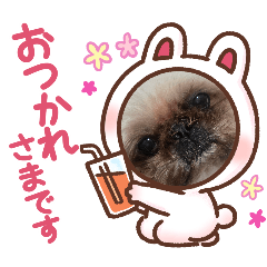 asami_20260328152203