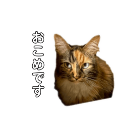 pet lovers_20260328171747