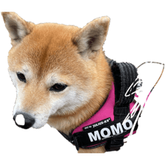 momomama_20260328173511