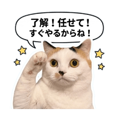 chabee_20260325205139