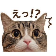 chabee_20260325205012