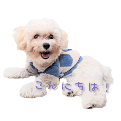 Liakarii_20260328171216