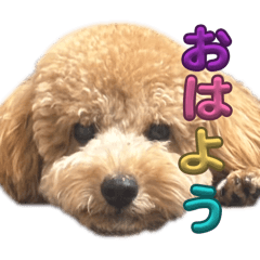 Aputi_20260328191201