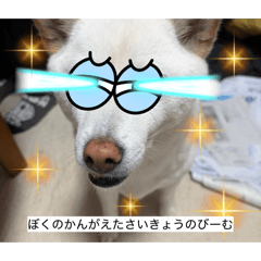 wankodaisuki_20260328191303