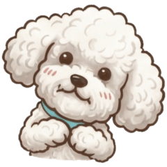 白貴賓♡貴賓狗♡ 療癒日常