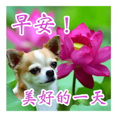 吉祥如意 - 吉娃娃長輩圖