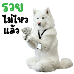 บิ๊ก เจ้าหมาขาว ❤️ ตัวตึงออฟฟิศ