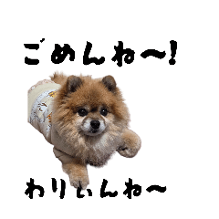 shoco_20260328200939