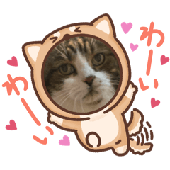 Hachiware Nyan-kun_20260328194549